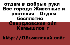 отдам в добрые руки - Все города Животные и растения » Отдам бесплатно   . Свердловская обл.,Камышлов г.